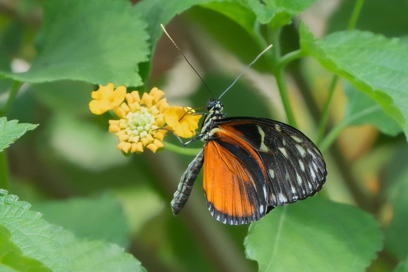 Heliconius Hecale