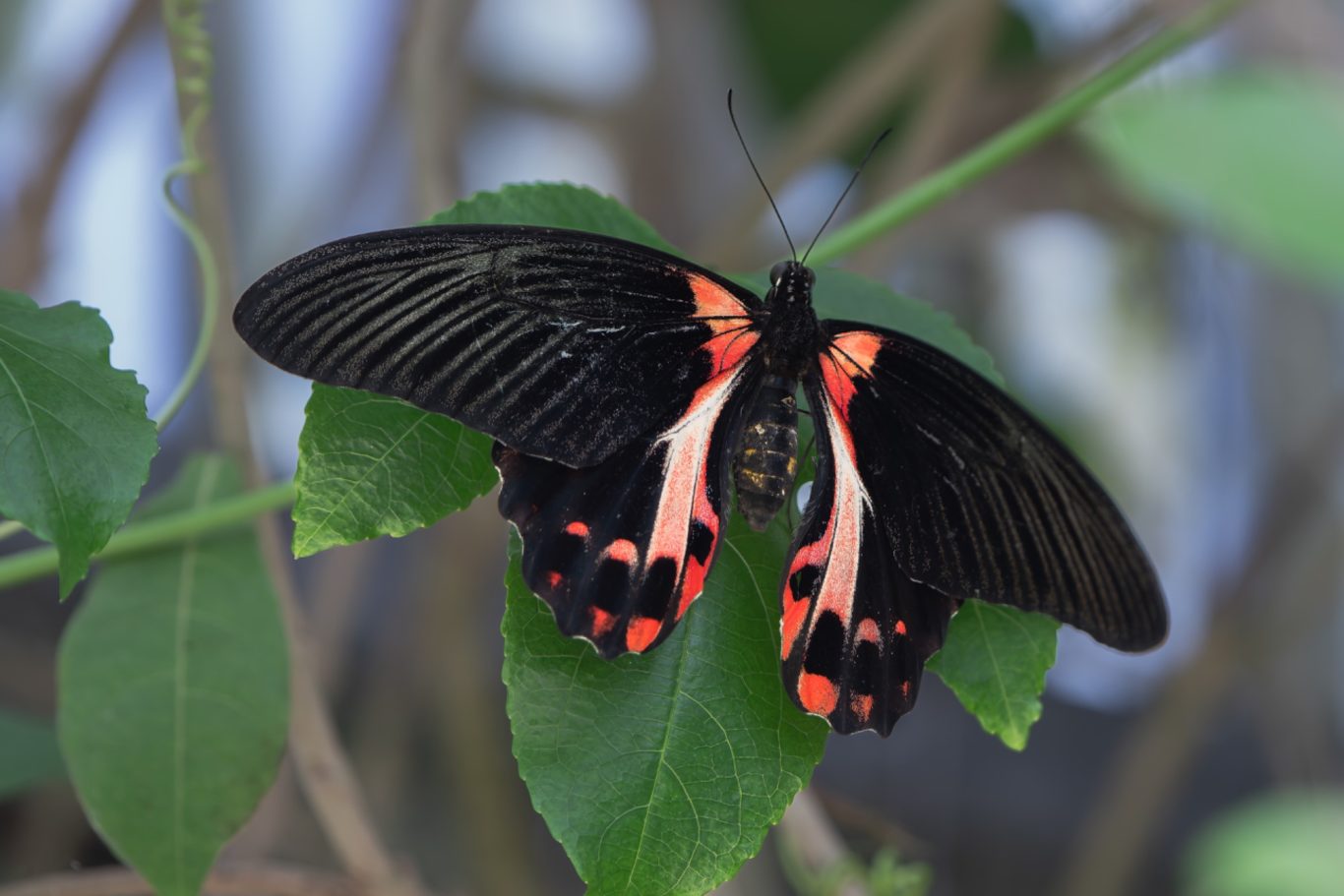 Heliconius Charitonia